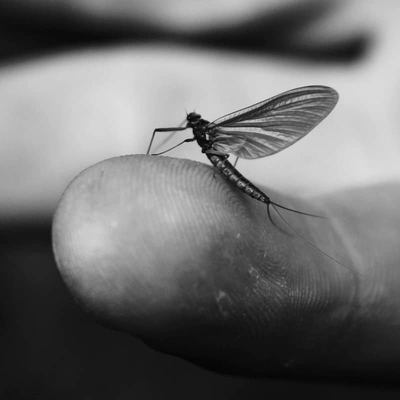Being a mayfly is easier than being human.